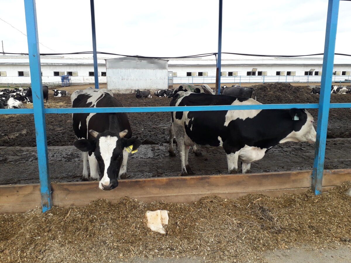 Одобрен проект роботизированной фермы на 175 коров в Уренском районе