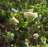 Ход строительства дома 4 в ЖК Шишимская Горка -