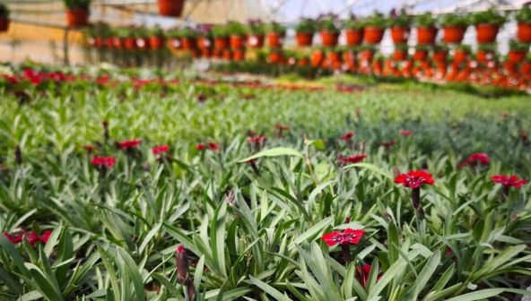 Как застройщикам сэкономить на озеленении ЖК без ущерба качеству